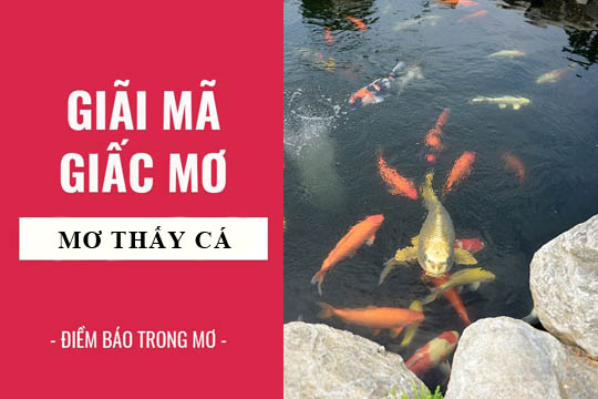 Điềm báo cụ thể của từng giấc mơ thấy cá