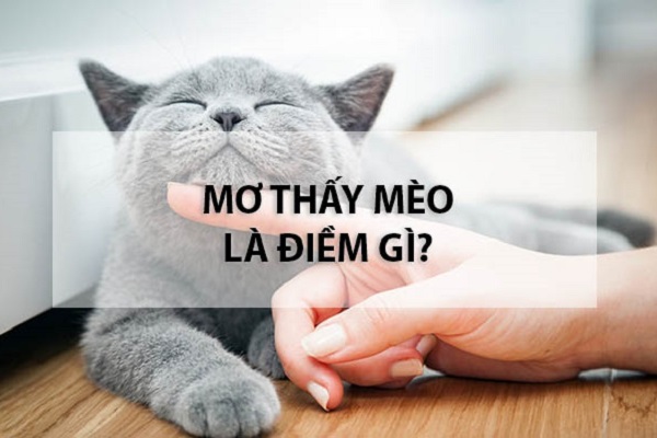 Giải mã giấc mơ thấy mèo đánh đề con gì may mắn