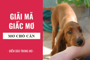 Giấc mơ bị chó cắn vào tay