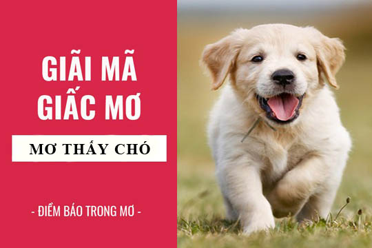 Những giấc mơ thấy chó khác mà bạn có thể gặp